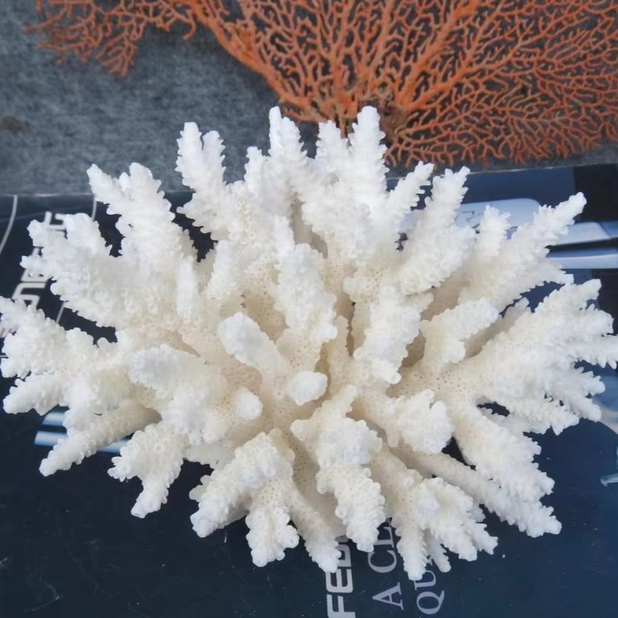 1pc Natural White Coral Cluste - Aquarium And Marine incelemesi ve fiyatı