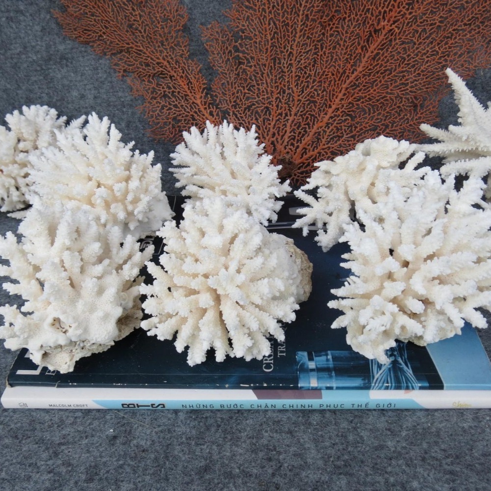 1pc Natural White Coral Cluste - Aquarium And Marine incelemesi ve fiyatı