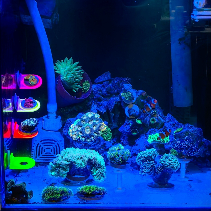Color Random Coral Frag Holder - Aquarium Marine Color incelemesi ve fiyatı
