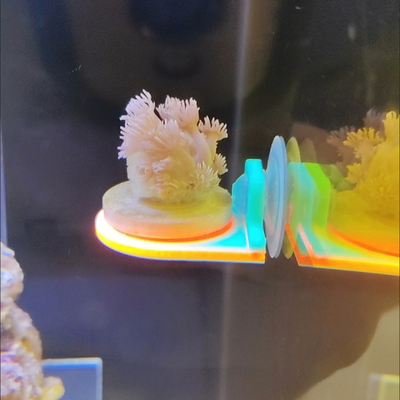 Color Random Coral Frag Holder - Aquarium Marine Color incelemesi ve fiyatı